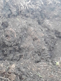 aged sheep manure