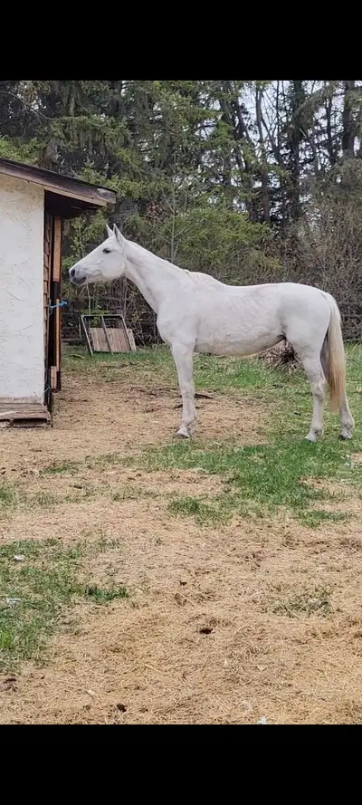 Very friendly can be touched anywhere, great with the farrier ,needs to reworked if planning on ridi...