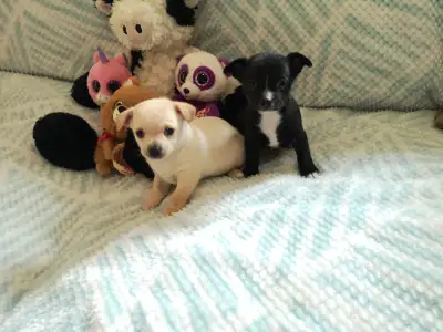 SALE REDUCED PRICING AS BREEDER IS DOWNSIZING ❤️❤️ VALENTYNE ENTERPRISE LICENCED KENNEL REGISTERED B...