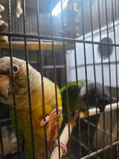 conures nam dresser joues vertes ou pinaple, View more