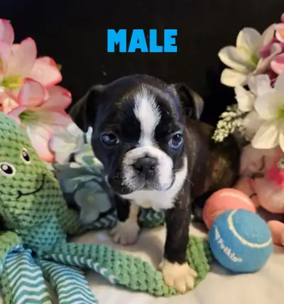 2 beautiful baby bostons available! We have 1 male and 1 female, both with brindle markings, who wil...
