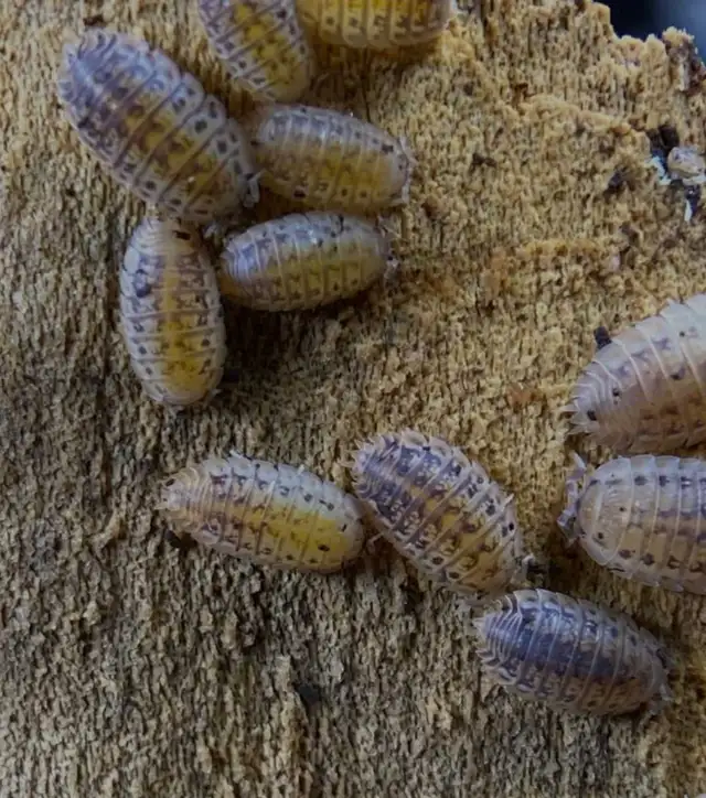 Agabiformius lentus isopods x 15+ in Other Pets for Rehoming in Longueuil / South Shore - Image 2