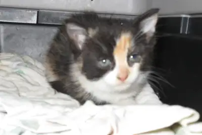 KITTENS CUTE, View more