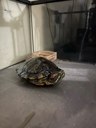 Red Eared Slider + Full Set Up, View more