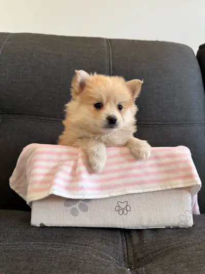 Mini Pomsky Beige - Female, View more