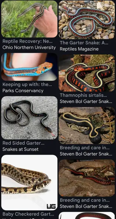 Looking for a few garter snakes, must be captive bred Let me know what you have and price, thank you...
