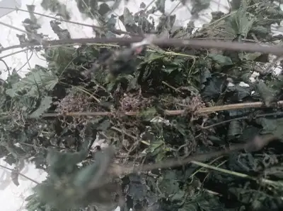Dried Nettle, View more