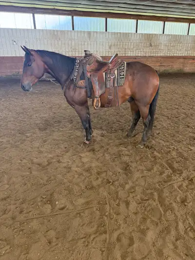3 year old bay gelding , View more