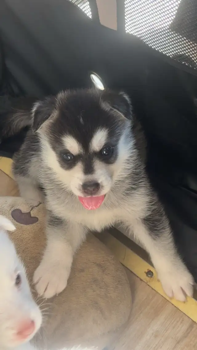 Husky Puppies in Dogs & Puppies for Rehoming in Windsor Region - Image 9