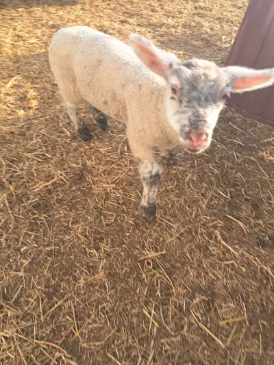 5 week and older male weaned bottle lambs. 4 total possibly more. Charolais cross, and North County...