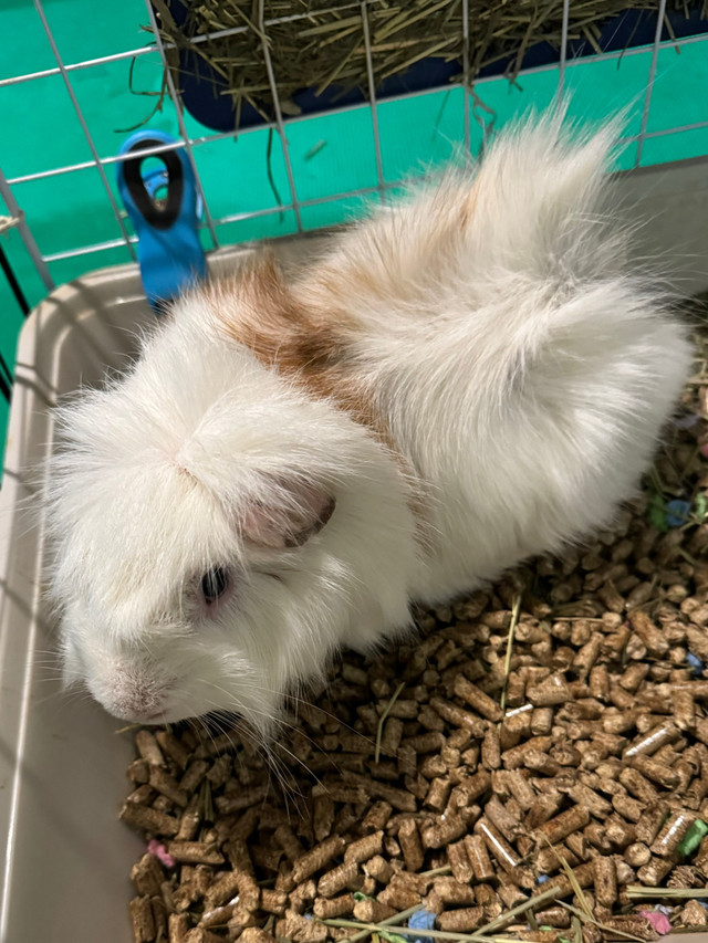 Male guinea pig  in Other Pets for Rehoming in Oshawa / Durham Region - Image 2