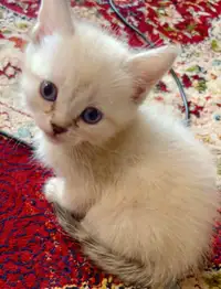 Persian/ Bengal mix kitten