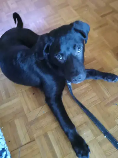 puppy for sale, View more