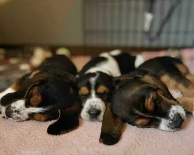 Basset Hound Puppies, View more