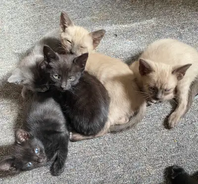 Beautiful Unique Hypoallergenic Kittens, View more