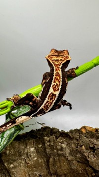 Juvenile crested gecko 