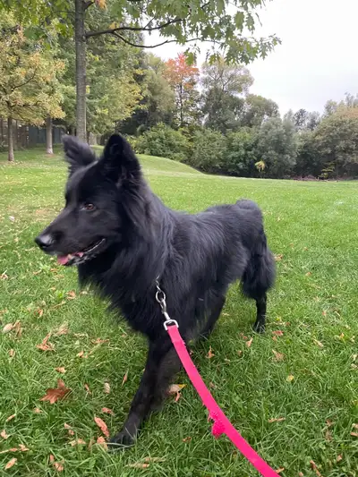 mixed shepherd for rehoming, View more