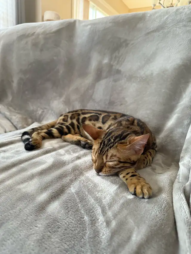 bengal Kittens  in Cats & Kittens for Rehoming in Calgary - Image 10