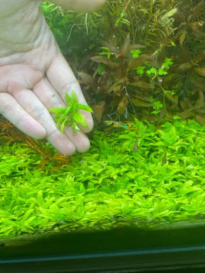 Aquarium plants - Staurogyne Repens., View more