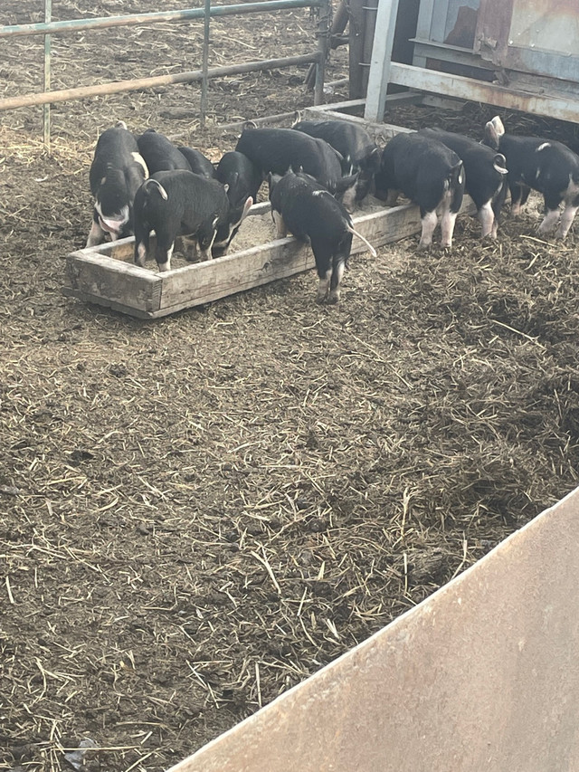 Weaner Piglets in Livestock in Lloydminster