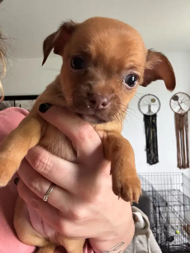 Chihuahua in Dogs & Puppies for Rehoming in Lanaudière - Image 4