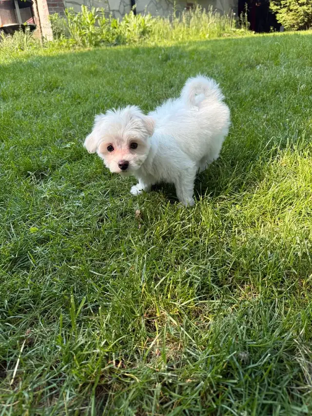 Gorgeous Maltese puppy in Dogs & Puppies for Rehoming in City of Toronto - Image 4