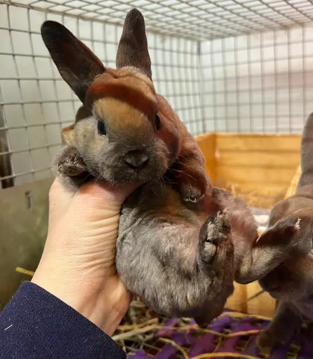 EXTRAORDINARY HOLLAND LOP BABY BUNNY RABBITS in Small Animals for Rehoming in City of Toronto - Image 10