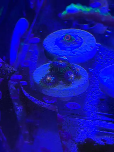saltwater coral frags, View more
