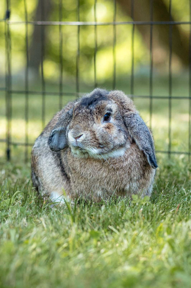 Bunnies looking for loving families  in Small Animals for Rehoming in Brantford - Image 4