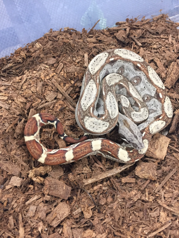 NORTH BAY REPTILE, BIRD & FISH RE-HOMING in Reptiles & Amphibians for Rehoming in North Bay - Image 3