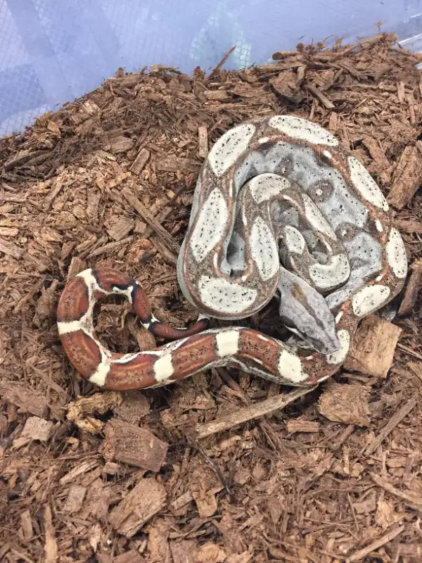 NORTH BAY REPTILE, BIRD & FISH RE-HOMING in Reptiles & Amphibians for Rehoming in North Bay - Image 4