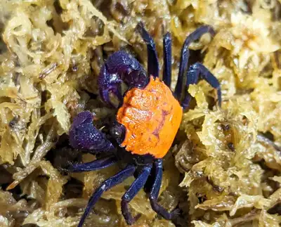 trade - Halloween Vampire Crabs, View more
