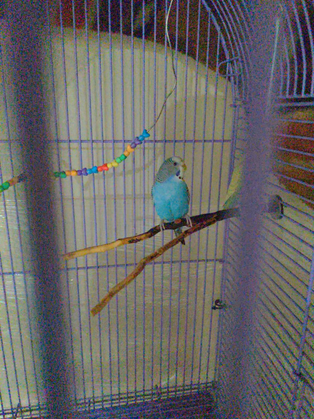 Budgies for pair in Birds for Rehoming in Abbotsford