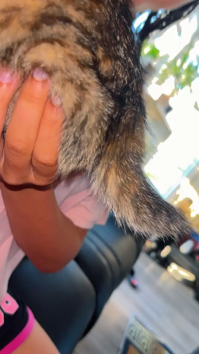 Highland Lynx Mixed in Cats & Kittens for Rehoming in Shawinigan - Image 9