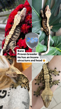 crested gecko Peterborough Peterborough Area Preview