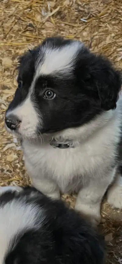Border Collie chiots, View more