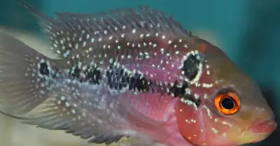 Jouvinille Flowerhorn Cichlid, View more