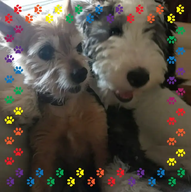 Sheepadoodle Puppies Coming Soon! in Dogs & Puppies for Rehoming in Hamilton - Image 7