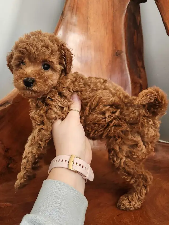 Miniature Poodle Puppies | Dogs & Puppies for Rehoming | Strathcona ...