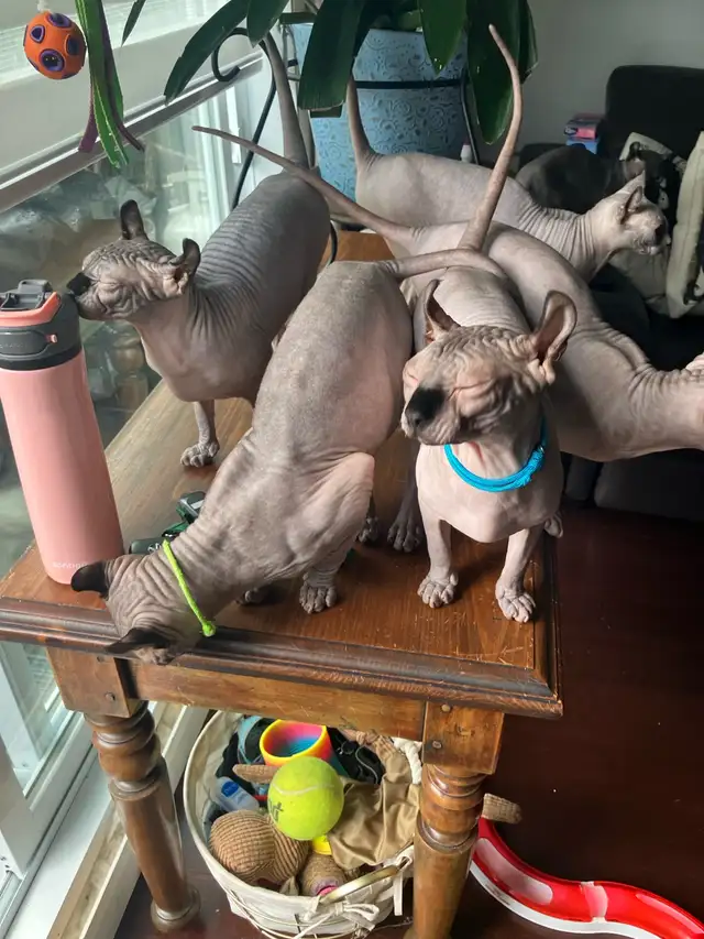 Deux chats SPHYNX cats -négociables - Mâles - Males in Cats & Kittens for Rehoming in City of Montréal - Image 9