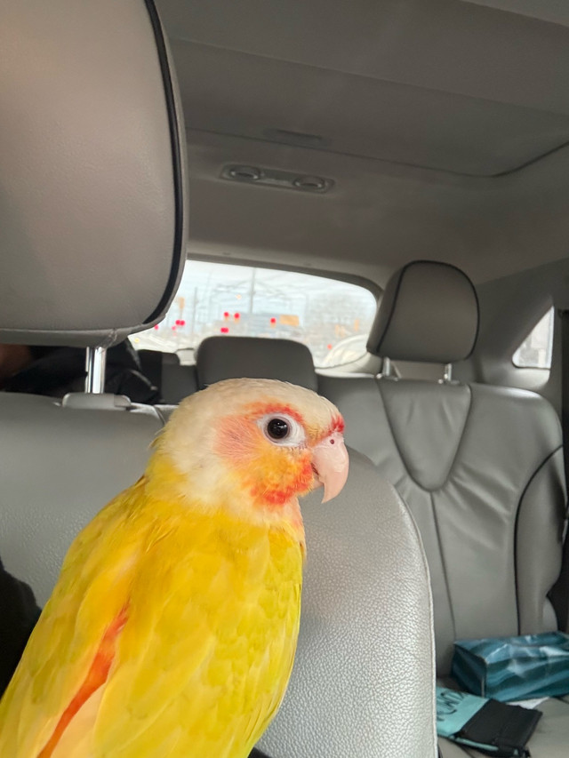 Suncheek conure for sale (trade interested) in Birds for Rehoming in City of Toronto - Image 2