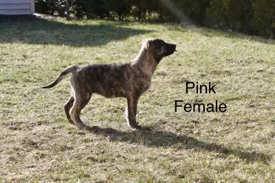 shepherd puppies , View more