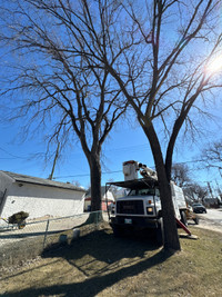 DLC Tree Removal - Fully Insured - Best rates - Free Estimate