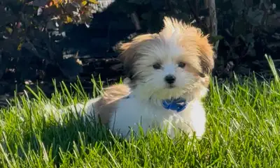 Malshi(Maltese-Shih Tzu), View more