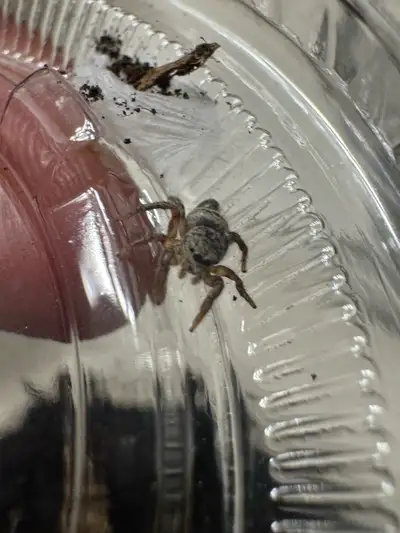 jumping spider baby’s , View more