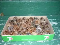 7KG. BOXES OF 2IN. PINE CONES