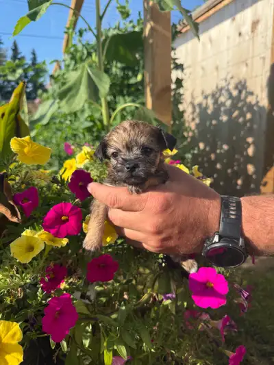 Yorkie x Chihuahua Puppies, View more