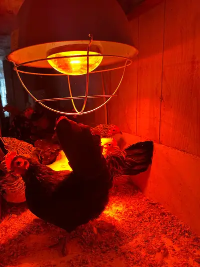 Miniature poules serama de 10 mois, View more