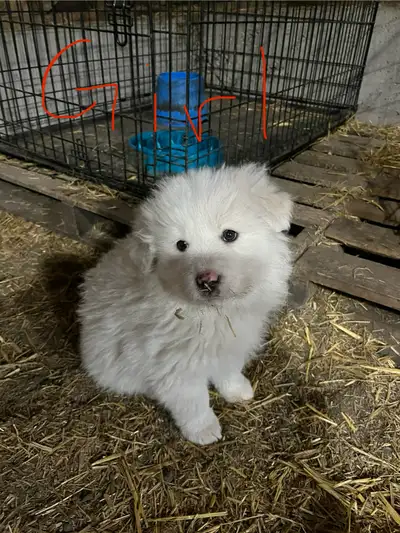 Great Pyrenees puppies, View more