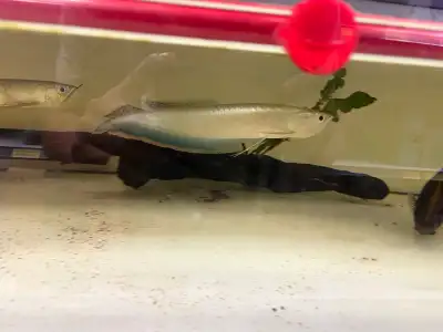 Black Arowana on sale!, View more